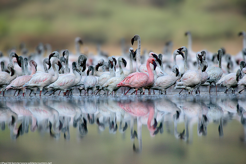 41. Lesser flamingos and reflections, Lake Bogoria, Kenya_Z5I0978