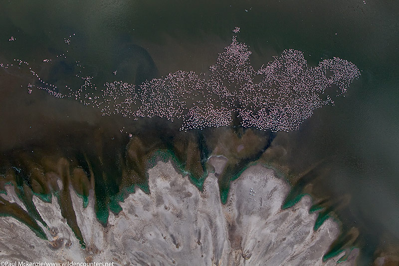 42. Aerial image of Lesser Flamingos by lake shore, Lake Natron, Tanzania 4_P3I8111 {J}