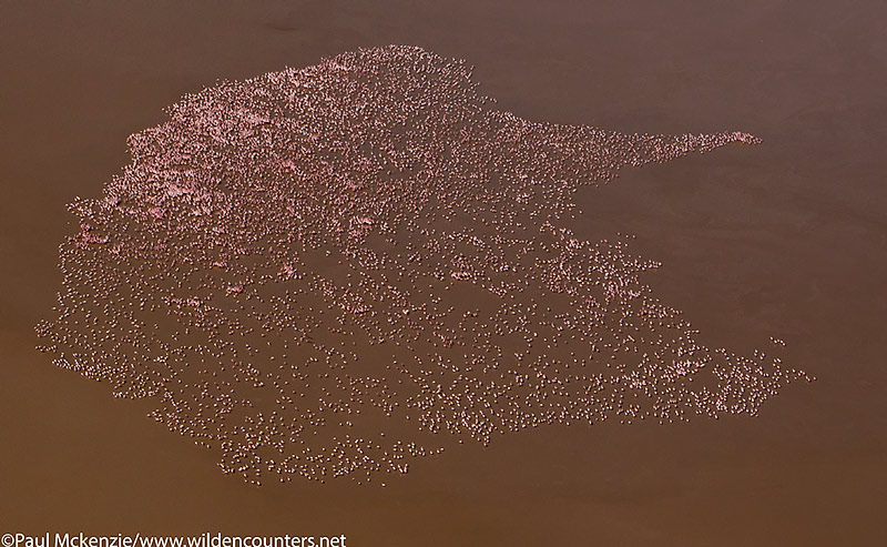 43. Aerial shot of Shrew-shaped congregation of Lesser Flamingos on the shallow, mud-coloured waters of Lake Logipi, Kenya