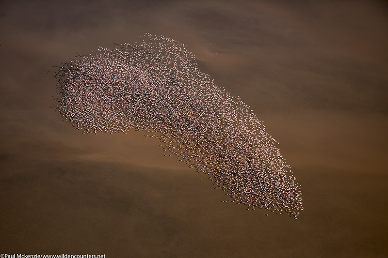 44. Aerial image of thousands of Lesser Flamingos flying together in the shape of a tooth over the shallow waters of Lake Logipi, Kenya