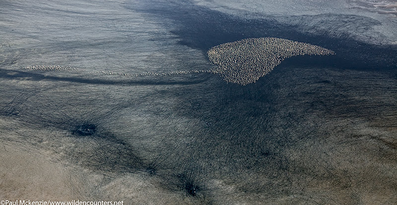 45. Lesser Flamingos grouped together in the shape of devil's tail, aerial shot, Lake Natron, Tanzania