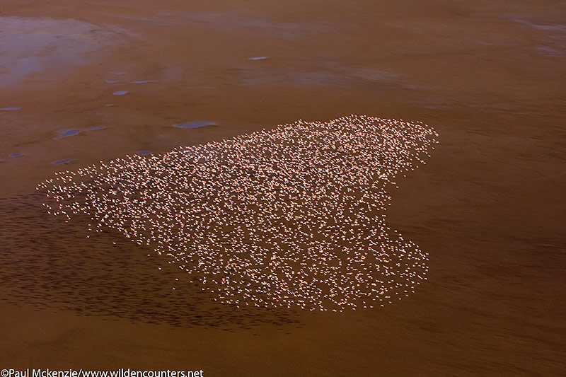 46. Lesser flamingos flying over Lake Logipi, Kenya (aerial shot) 080926__MG_0067