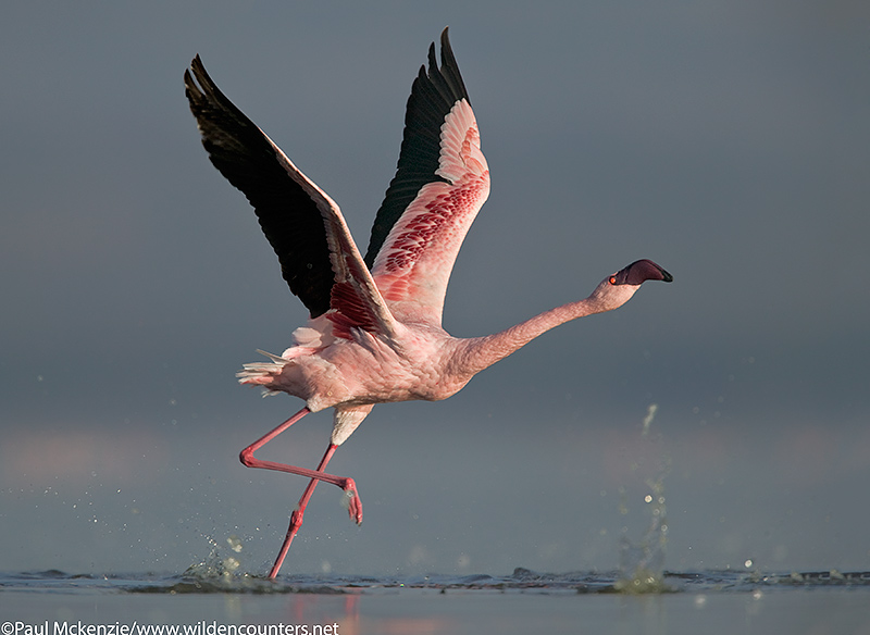 48. Lesser Flamingo running in shallow water to take flight, Lake Nakuru, Kenya
