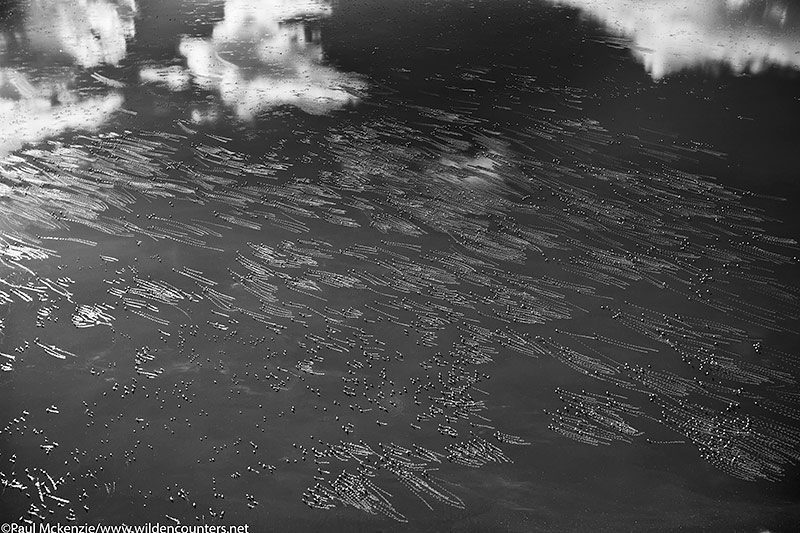49. B&W Hundreds of Lesser Flamingos (Phoeniconaias minor) running to take-off with backlit water trails,