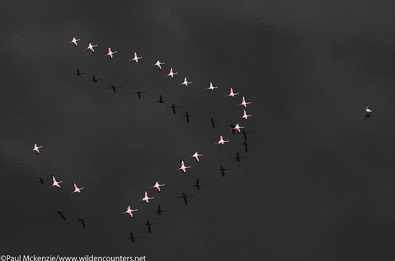 50. Aerial image of Lesser Flamingos flying in formation over Lake Natron, Tanzania