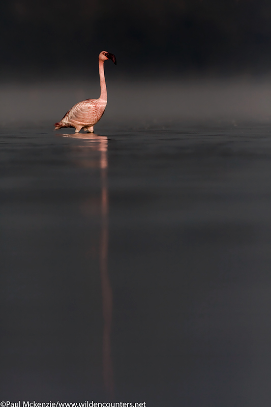 51. Lesser flamingo in early morning light in dark water, Lake Nakuru, Kenya 081011__MG_8401