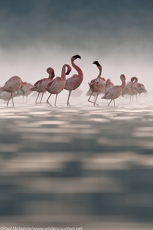 52. Flamingos in the mist