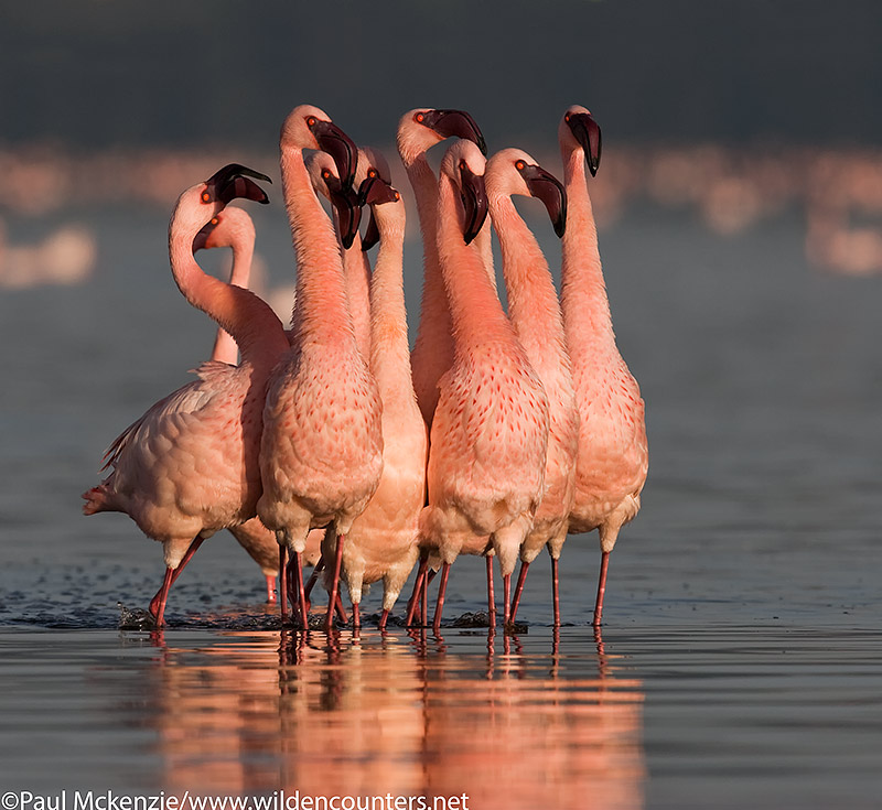 53. Lesser flamingo group tightly packed in early morning sunshine, Lake Nakuru, Kenya IMG_0739Kenya2005