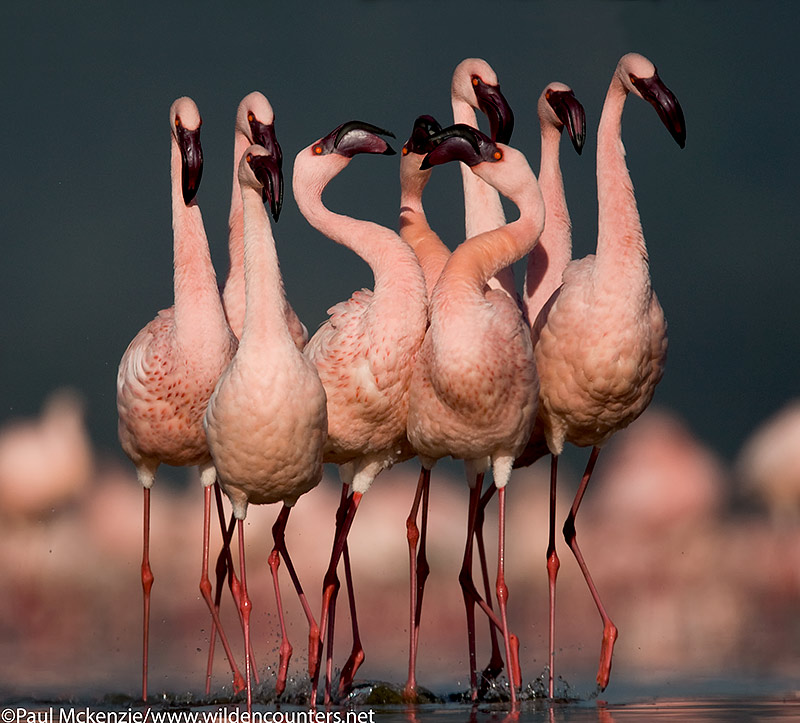 54. Lesser Flamingo group walking, Lake Nakuru, Kenya