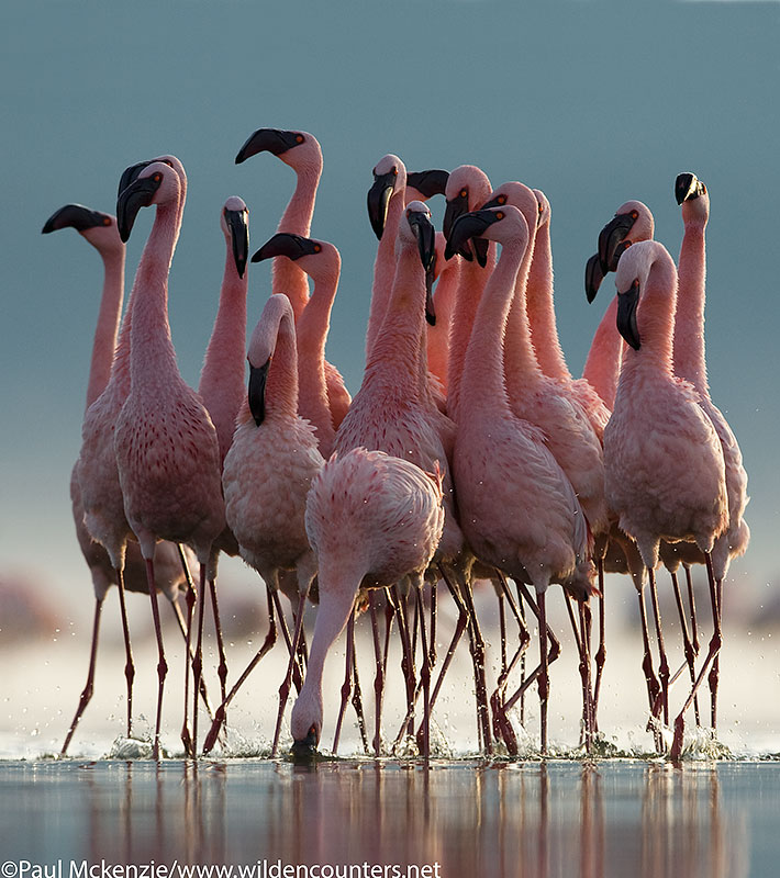 55. Lesser flamingo group walking together, Lake Nakuru, Kenya