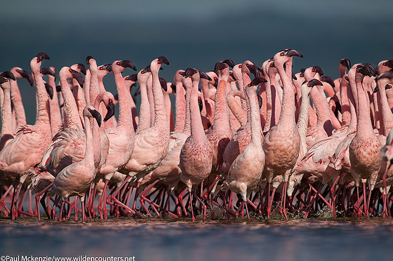 56. Lesser flamingos grouped together, Lake Nakuru, Kenya