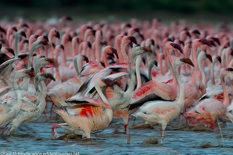 57. Lesser Flamingos at dusk (motion, flash), Lake Bogoria, Kenya