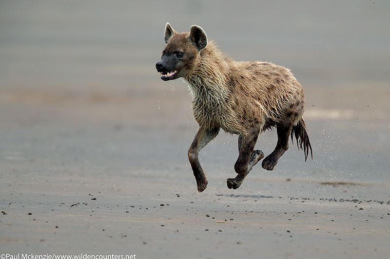 58. Running hyena captured in mid-air, Lake Nakuru, Kenya