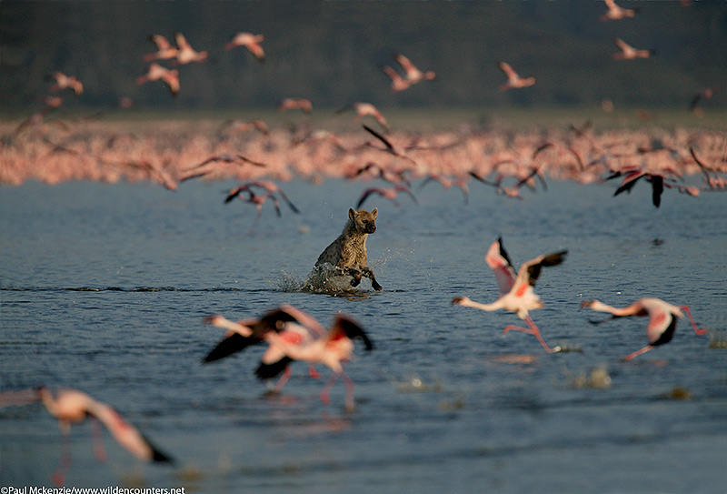 59. Hyena chasing flamingos, Lake Nakuru, Kenya