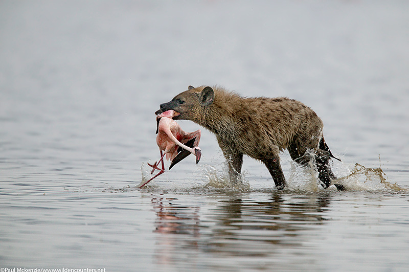 60. Hyena with flamingo kill, Lake Nakuru, Kenya