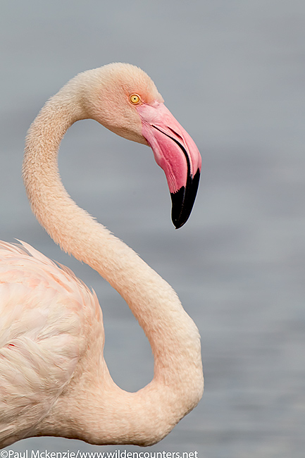 61.Greater Flamingo