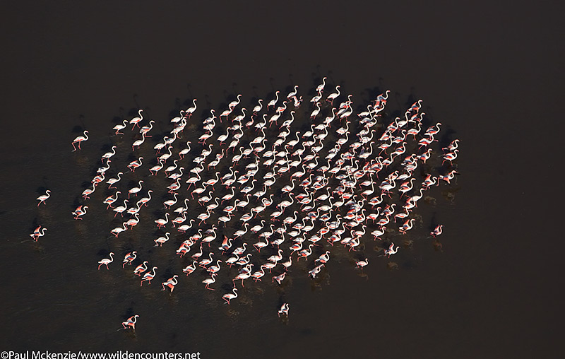 62. Aerial image of Greater Flamingos in late afternoon sunlight, walking through the shallow waters of Lake Natron, Tanzania