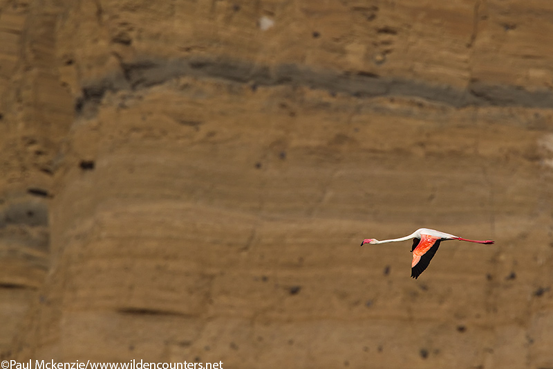 63. A solitary Greater Flamingo flys past the crater wall of Flamingo Crater Lake, Central Island, Lake Turkana