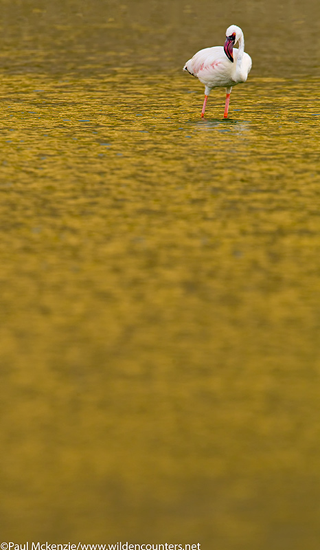 64. Lesser Flamingo standing in golden reflected water, Flamingo Crater Lake, Central Island, Lake Turkana, Kenya