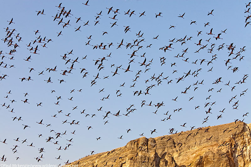 65. Lesser Flamingos flying over the crater walls of Flamingo Crater Lake, Central Island, Lake Turkana, Kenya