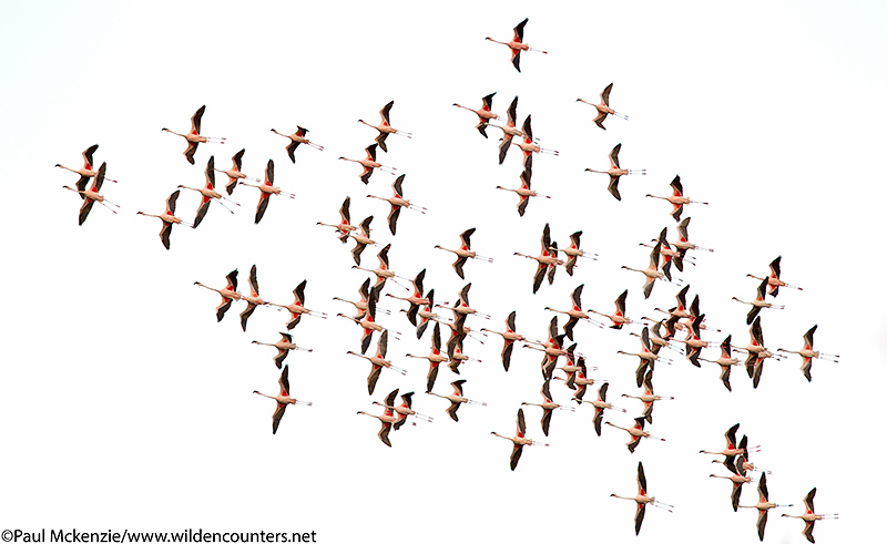 66. Lesser Flamingos soaring against white sky, Flamingo Crater Lake, Central Island, Lake Turkana, Kenya