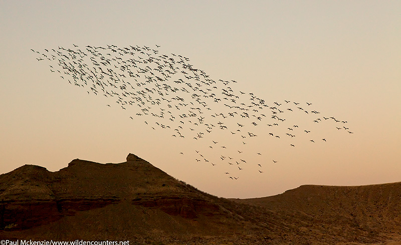 67. Lesser Flamingos flying over crater walls at dusk, Flamingo Crater Lake, Central Island, Lake Turkana, Kenya