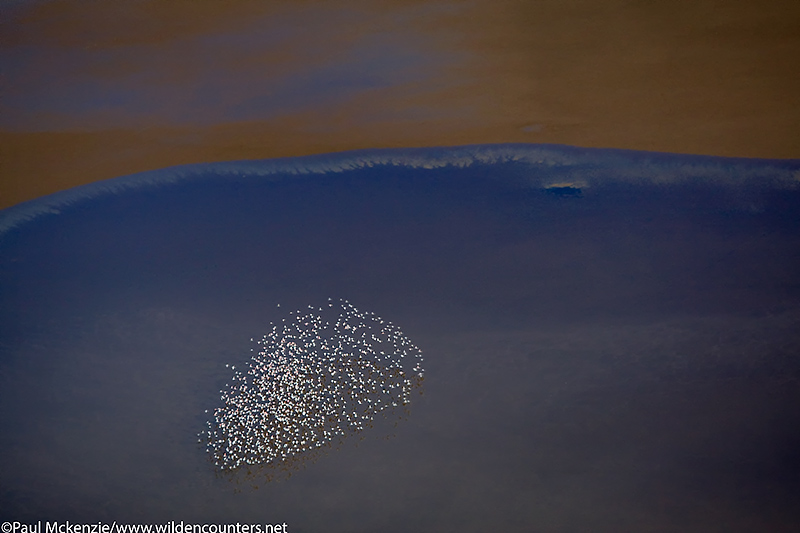 68. Lesser flamingos flying over Lake Logipi, Kenya