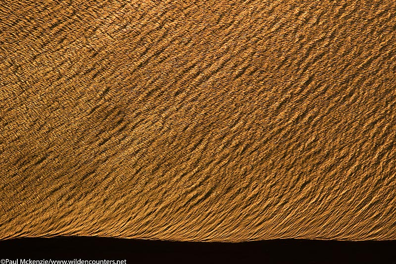 69. Aerial image of lake water patterns at sunset on the shore of Lake Turkana, Kenya _97A1125 {J}