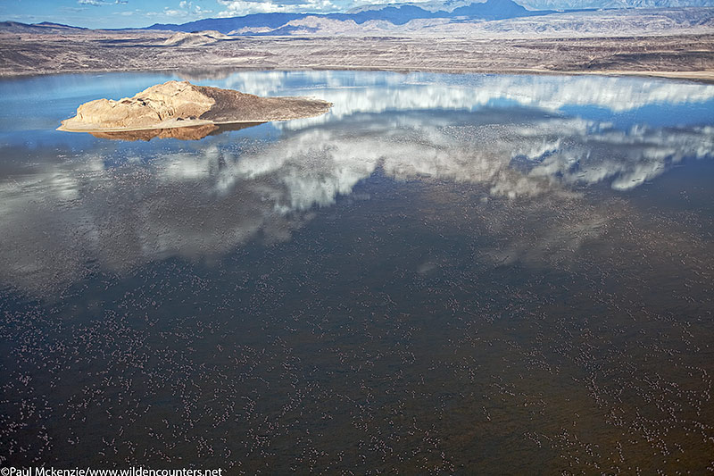 9. Thousands of Lesser Flamingos (Phoeniconaias minor) dot the shallow waters of Lake Logipi, Kenya