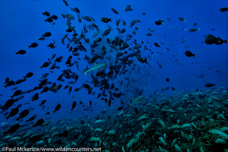 10 Spawning-Yellowfin-surgeonfish-with-attendant-Grey-Reef-Sharks,-Camouflage-Groupers-below,-Fakarava,-Tahiti-Web-Prepared