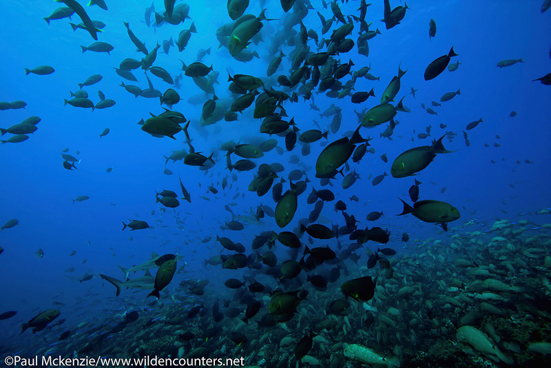 11 Yellowfin-Surgeonfish-spawning,-Fakarava,-Tahiti-Web-Prepared