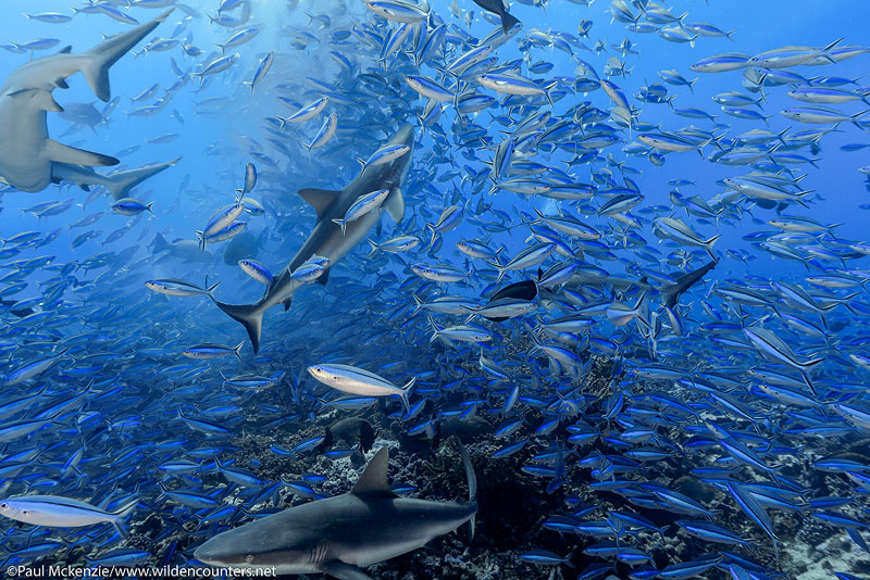 12 Grey-Reef-Sharks-and-Dark-Banded-Fusiliers-feeding-on-Camouflage-Grouper-spawn,-Fakarava,-Tahiti-Web-Prepared