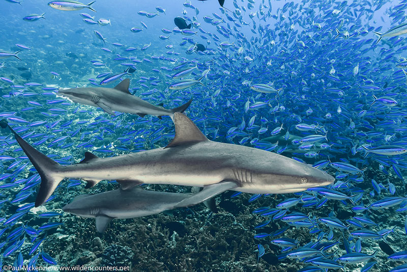 13Grey Reef Sharks swimming among a school of Dark Banded Fusiliers, Fakarava, Tahiti Web Prepared