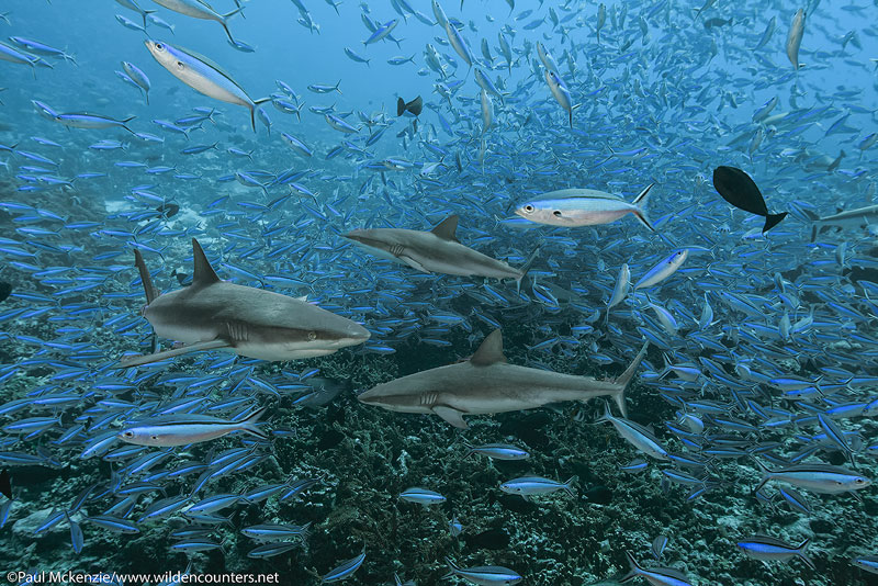 14 Grey Reef Sharks swimming among Dark Banded Fusiliers, Fakarava, Tahiti Web Prepared