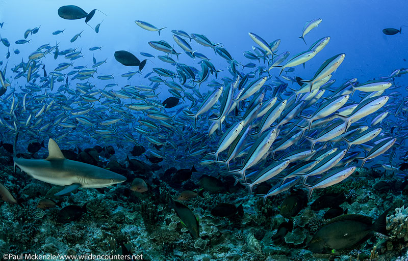 15 Grey Reef Shark scattering Dark Banded Fusiliers, Fakarava, Tahiti Web Prepared