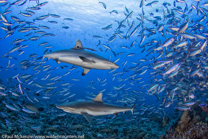 17 Grey-Reef-Sharks-swimming-among-Dark-Banded-Fusiliers,-Fakarava,-Tahiti-Web-Prepared