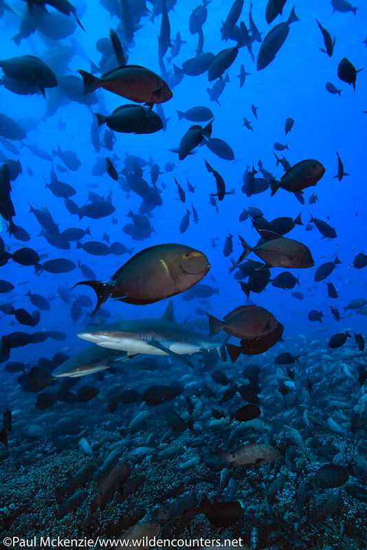 18 Grey-Reef-Sharks-among-spawning-Yellowfin-Surgeon-fish-with-Camouflage-Grouper-aggregation-on-the-reef-floor,-Fakarava,-Tahiti-Web-Prepared