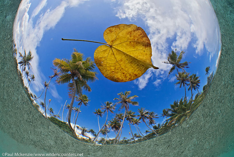 20 Fish-eye,-underwater-view-of-floating-leaf-with-coconut-palms-in-the-background,-Fakarava,-Tahiti-Web-Prepared