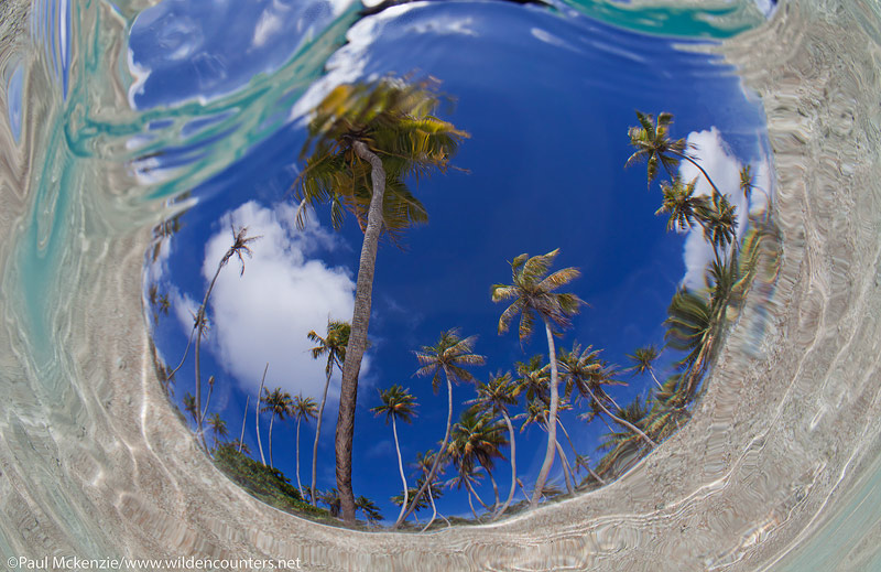 21 Underwater,-fish-eye-view-of-coconut-palms,-Fakarava,-Tahiti-Web-Prepared