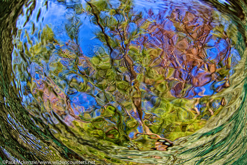 22a Underwater-view-of-overhanging-trees,-Fakarava,-Tahiti-Web-Prepared