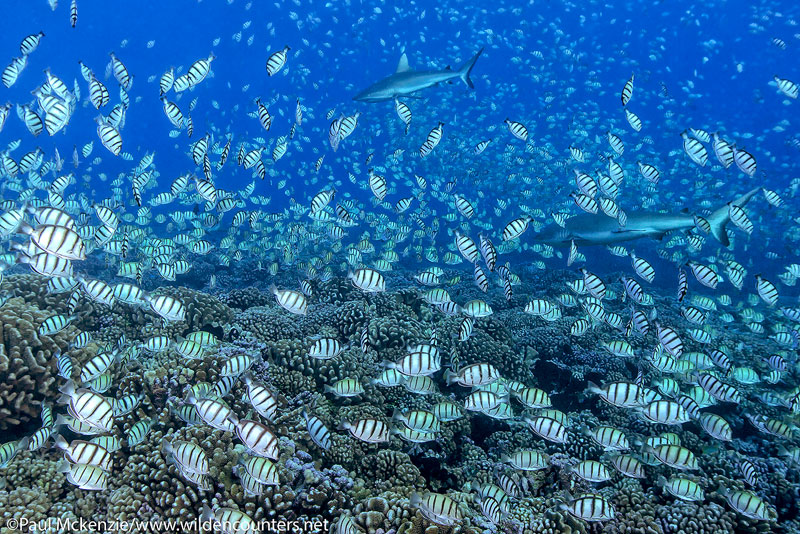 26 Convict-Surgeonfish-aggregation-with-attendent-Grey-Reef-Sharks,-Fakarava,-Tahiti-Web-Prepared