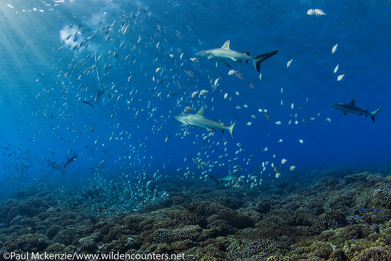 27 Grey Reef Sharks feeding on spawning Convict Surgeonfish #2, Fakarava, Tahiti Web Prepared