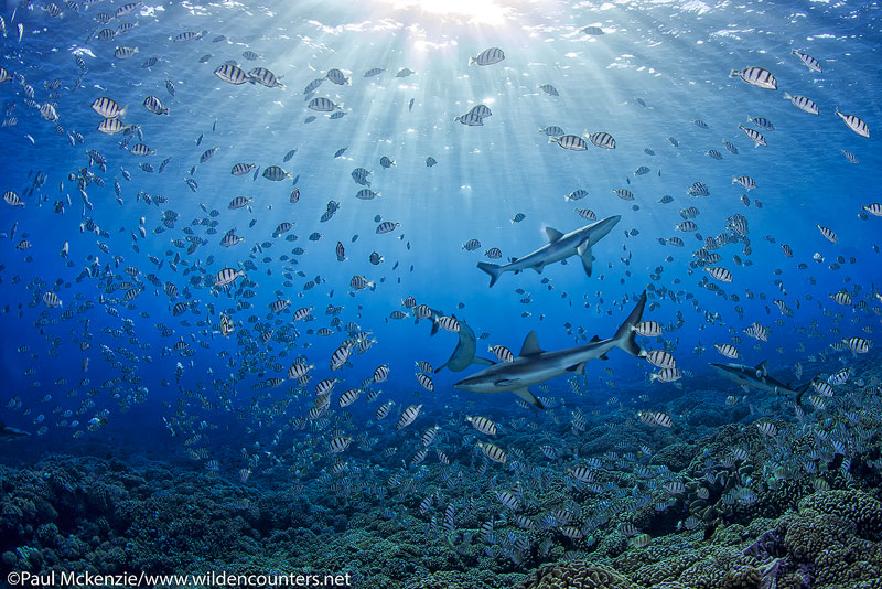 29 Grey-Reef-Sharks-swimming-among-spawning-Convict-Surgeonfish,-Fakarava,-Tahiti-Web-Prepared