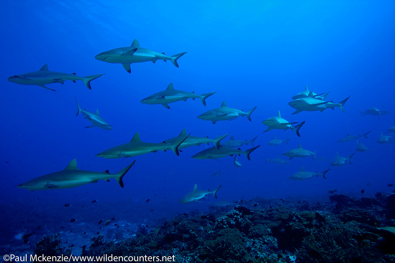 29a Grey-Reef-Sharks,-Wall-of-Sharks,-South-Pass,-Fakarava,-Tahiti-Web-Prepared