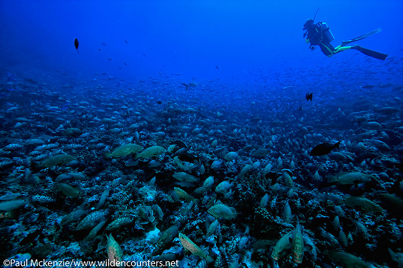 2a Diver with huge aggregation of Camouflage Groupers, Fakarava, Tahiti