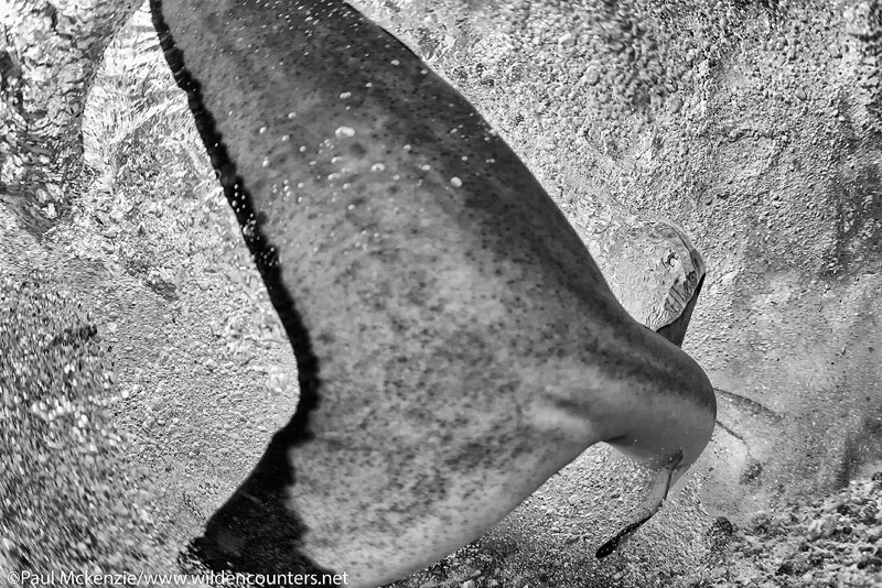 32 Black-Tip-Reef-Shark-tail-fin,-Fakarava,-Tahiti-Web-Prepared