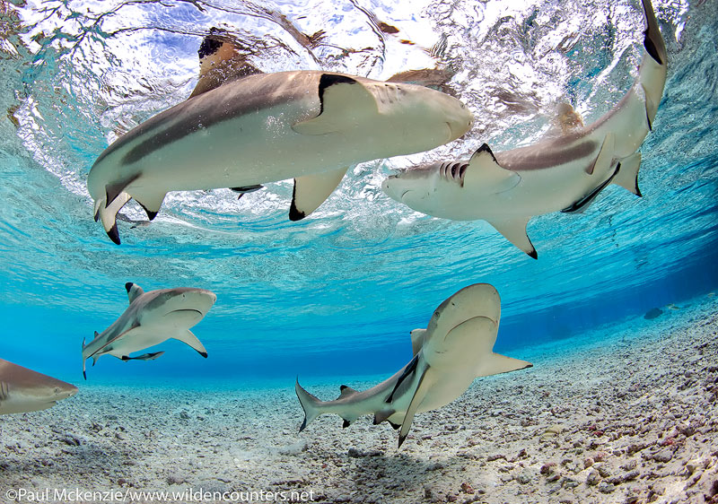 33 Grey-Reef-Sharks-swimming-in-shallow-water-lagoon,-Fakarava,-Tahiti-Web-Prepared