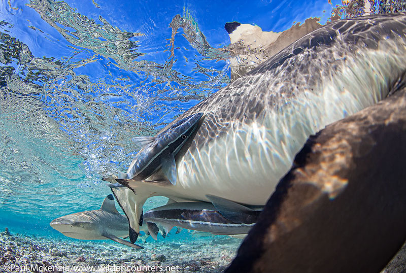 35 Grey-Reef-Sharks-and-Slender-Suckerfish-in-shallow-water-lagoon,-Fakarava,-Tahiti-Web-Prepared