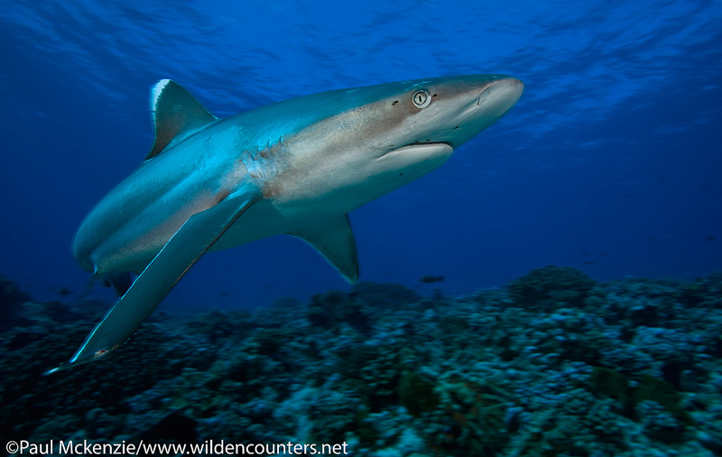 35a Silvertip-Shark,-Fakarava,-Tahiti-Web-Prepared