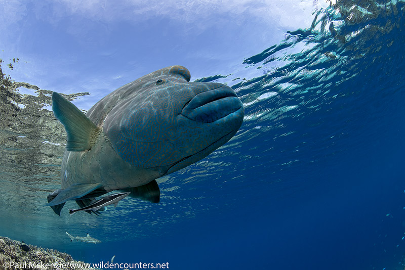 38 Close-focus,-wide-angle,-underwater-view-of-Napoleon-Wrasse-swimming-near-the-surface,-Fakarava,-Tahiti-Web-Prepared